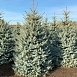 Ель колючая 'Эдит' Ель колючая 'Эдит'