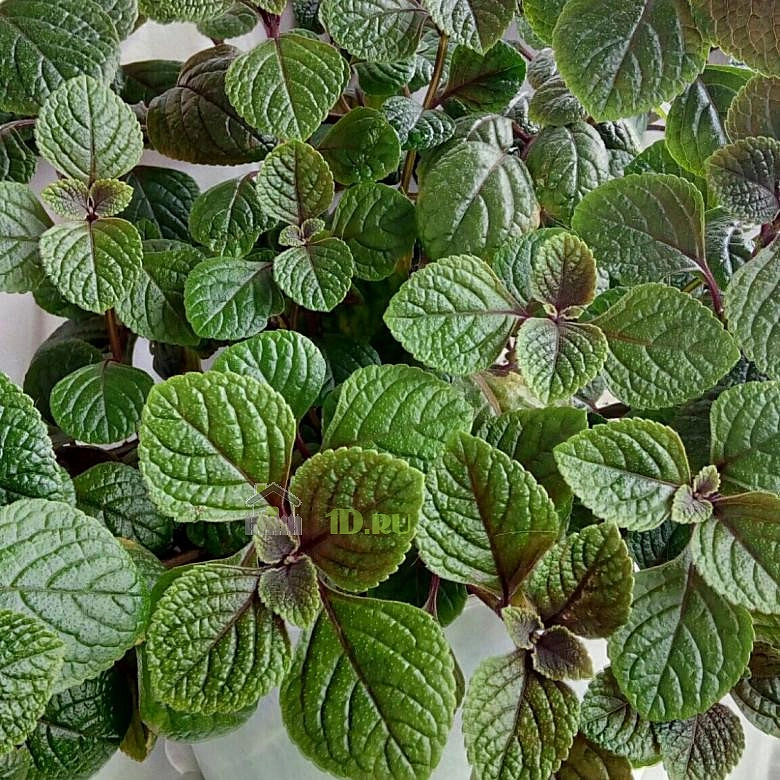 Плектрантус ассорти