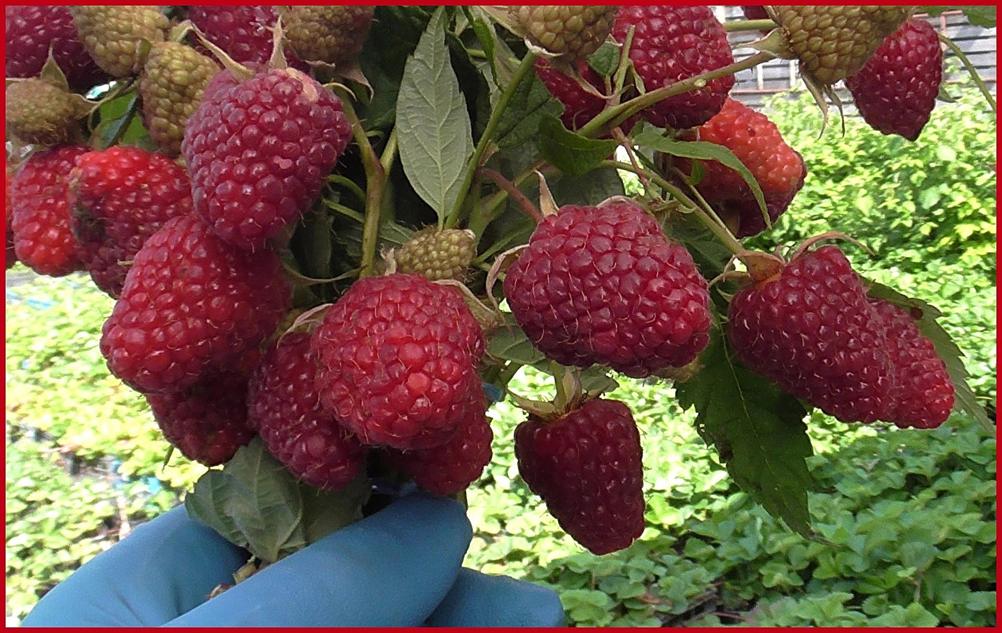 Малина 'Самохвал' ремонтантная