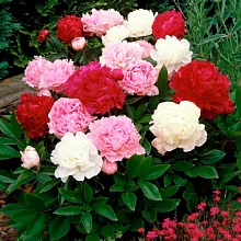 Пион древовидный (микс)