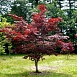 Клен веерный 'Блудгуд'