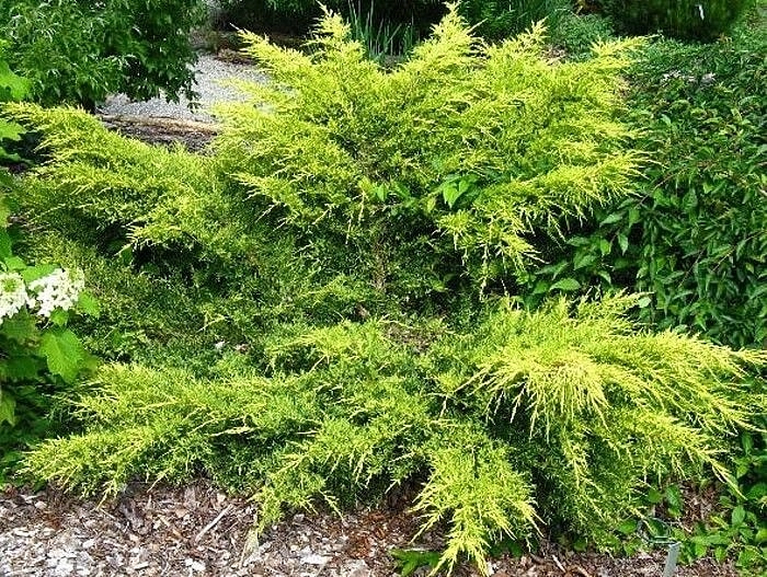 Можжевельник китайский 'Голдферн' Можжевельник китайский 'Голдферн'