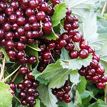 Смородина красная 'Вишнёвая'