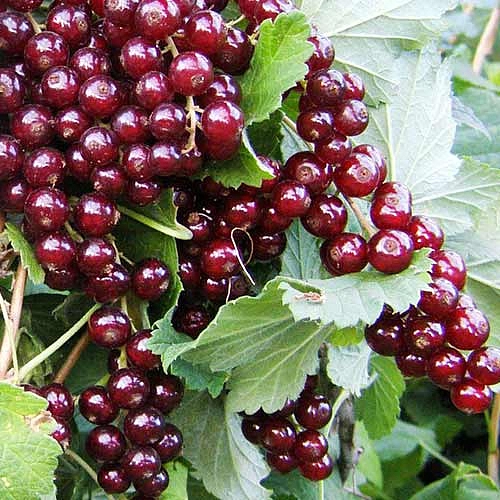 Смородина красная 'Вишнёвая'