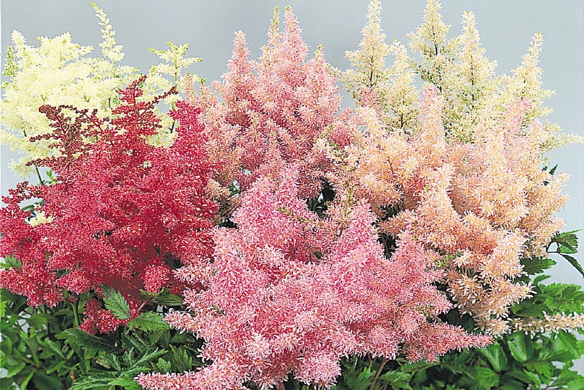 Астильба Арендса