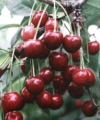 Вишня обыкновенная 'Жуковская' Вишня обыкновенная 'Жуковская'