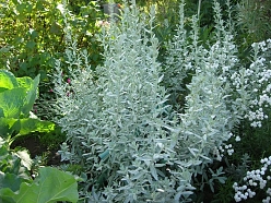 Полынь серебристая