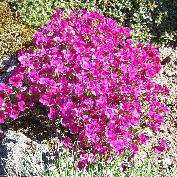 Аубриета гибридная Ред Карпет