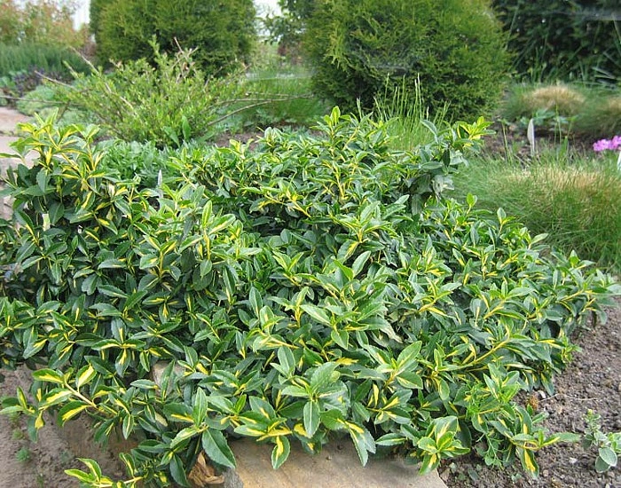 Бересклет Форчуна (зеленолистный)