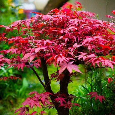 Клен дланевидный 'Атропурпуреум'