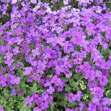 Аубриета культурная 'Доктор Мьюлз'