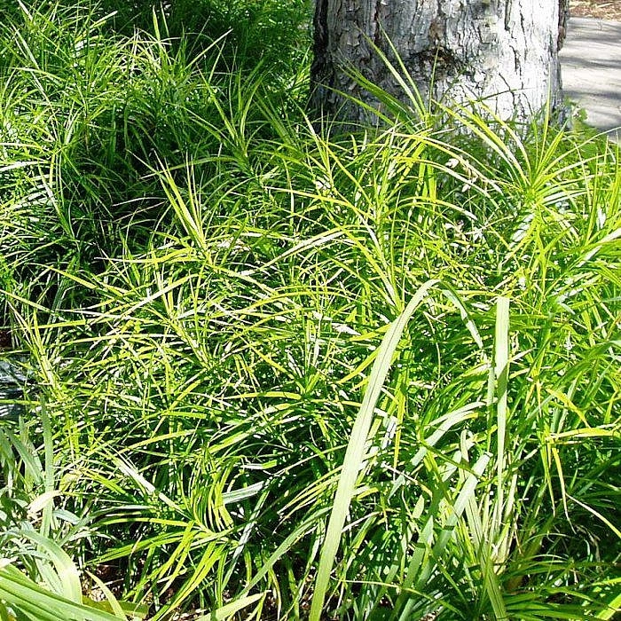 Осока пальмолистная