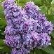 Сирень обыкновенная 'Небо Москвы' (пурпурно - голубая)