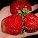 Земляника (клубника) 'Мармелада'