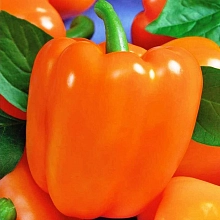 Перец сладкий 'Оранжевое чудо'