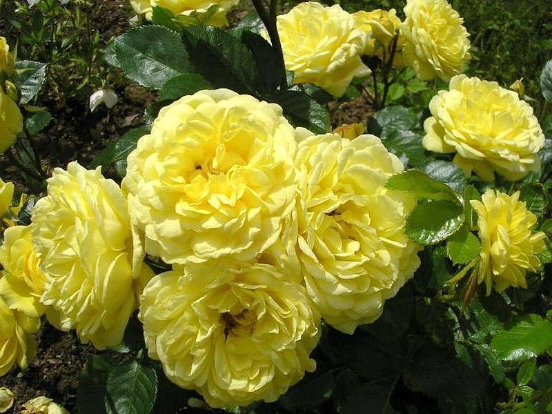 Роза 'Анни Дюпрей' (почвопокровная, шраб) (желтая)