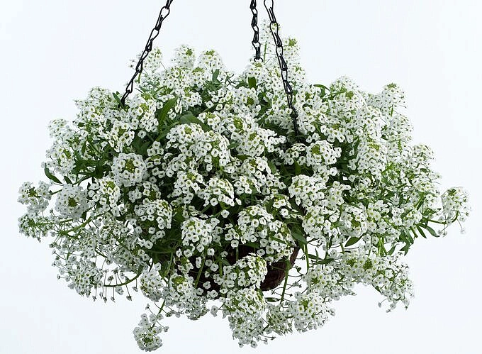 Алиссум морской (Лобулярия) 'Клие Кристалс Уайт'