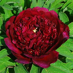 Пион древовидный (черный лоск) 'Ву Джин Яо Ху' (винно - красный)