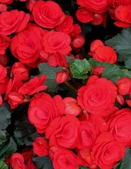 Бегония клубневая 'Нонстоп Ред' (ярко-красная)