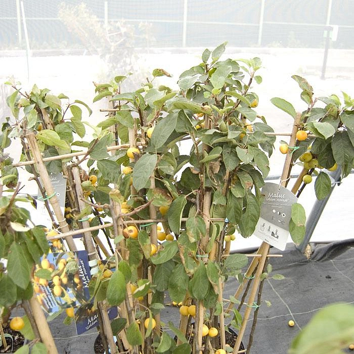 Яблоня декоративная 'Голден Хорнет'