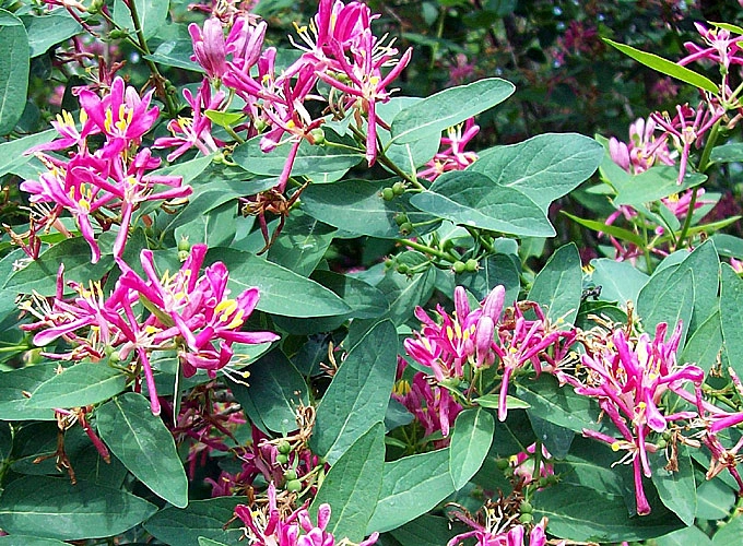 Жимолость татарская 'Розеа'