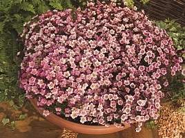 Камнеломка Арендса 'Хайландер Роуз Шейдс' (белая с розовыми штрихами)