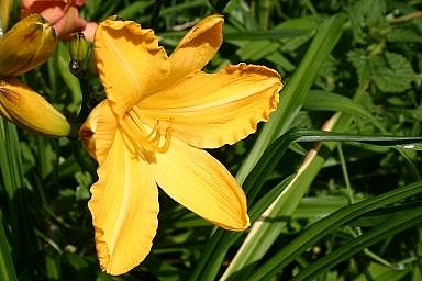 Лилейник гибридный 'Картвхелс' (желтый)