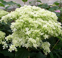 Гортензия крупнолистная 'Хайес Старберст'