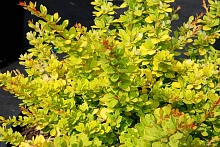 Барбарис Тунберга 'Сенсейшен'