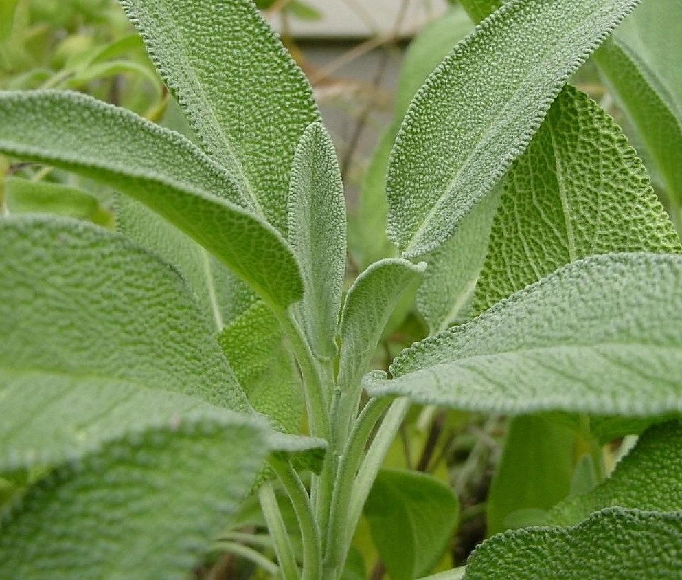 Шалфей 'Патриарший'