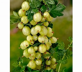 Крыжовник 'Макуринес'