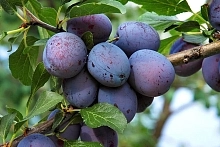 Слива 'Этюд'