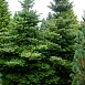 Пихта корейская