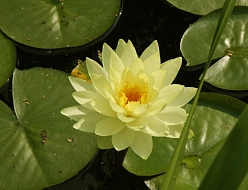 Кувшинка 'Йелоу Сенсейшн'