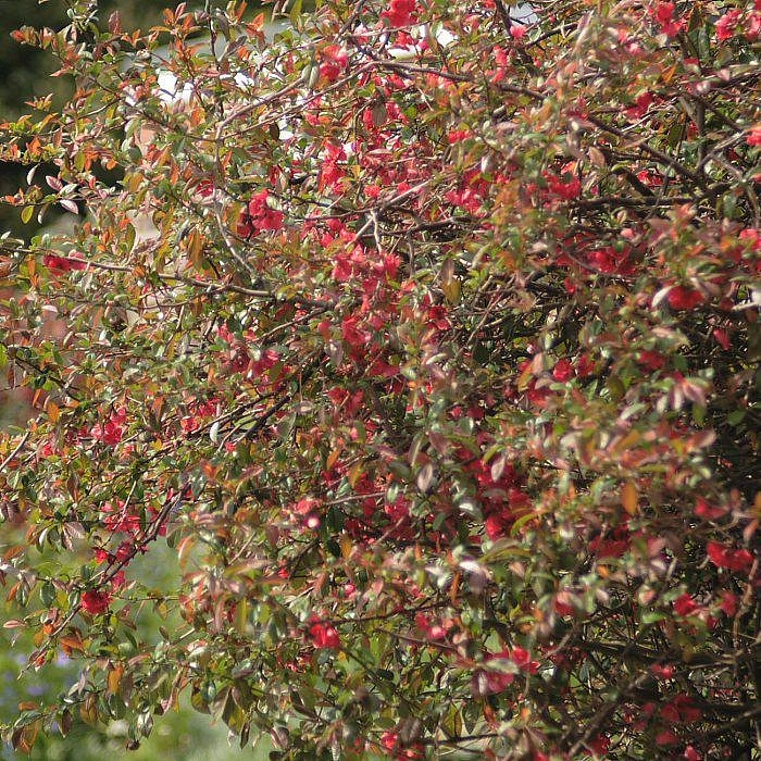 Айва японская 'Сарженти'