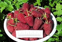 Малина 'Атлант' Малина 'Атлант'