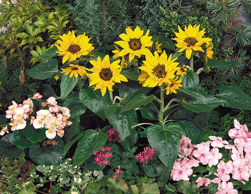 Подсолнечник 'Пачино Кола' (желтый)