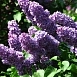 Сирень обыкновенная 'Кавур' (фиолетово - синия)