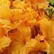 Рододендрон желтый (азалия) 'Клондайк' (желтый)