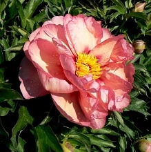 Пион Ито-гибрид 'Олд Роуз Денди' (коралово - персиковый)