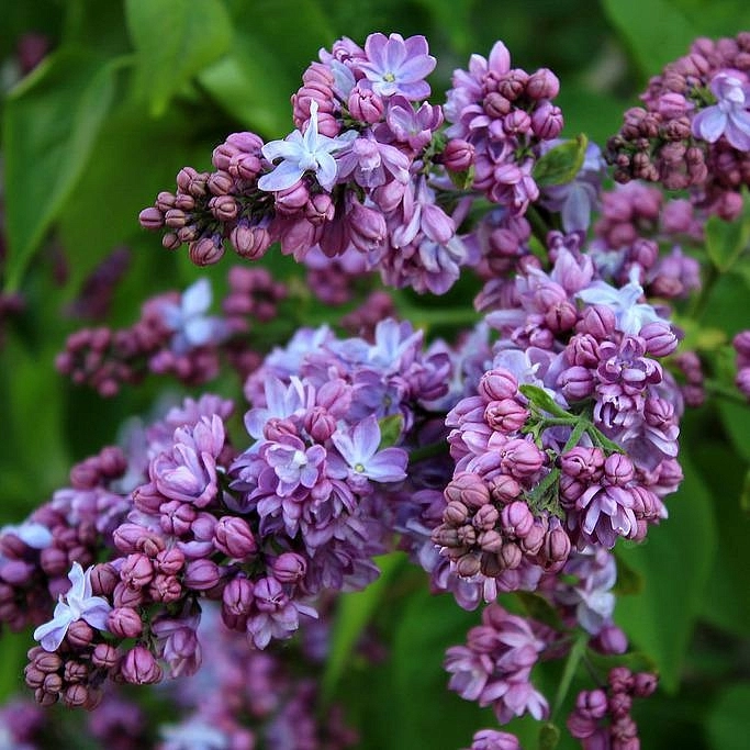 Сирень обыкновенная 'Кончаловский' (лилово - голубая)