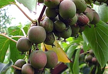 Актинидия гибридная 'Конфетная'