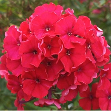 Флокс метельчатый 'Набат'