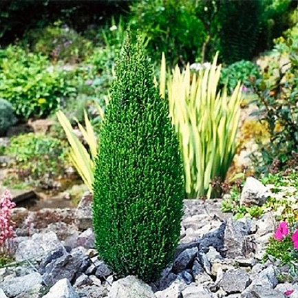 Можжевельник обыкновенный 'Компресса'