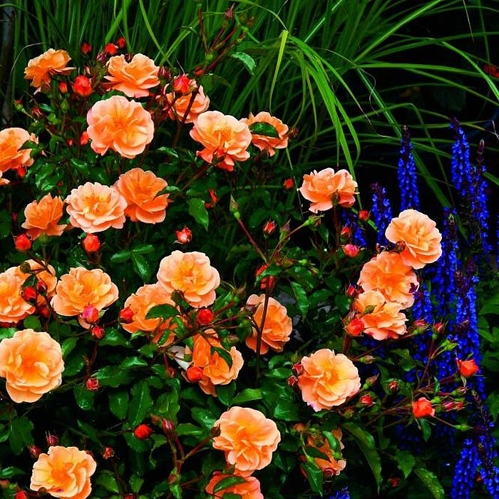 Роза 'Седана' (почвопокровная) (персиковая)