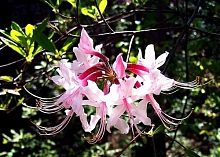 Рододендрон голоцветковый (розовый)