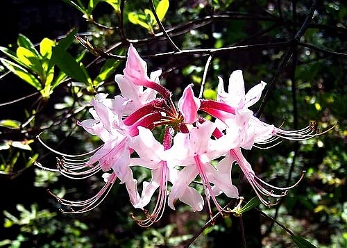 Рододендрон голоцветковый (розовый)