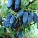 Жимолость съедобная 'Золушка'
