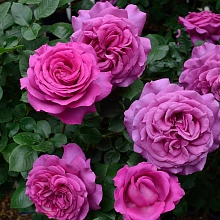 Роза 'Шартрез де Парм' (чайно-гибридная)