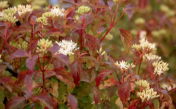 Дерен кроваво-красный 'Мидвинтер Файер'